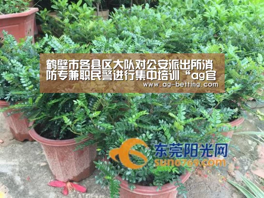 ag直营平台